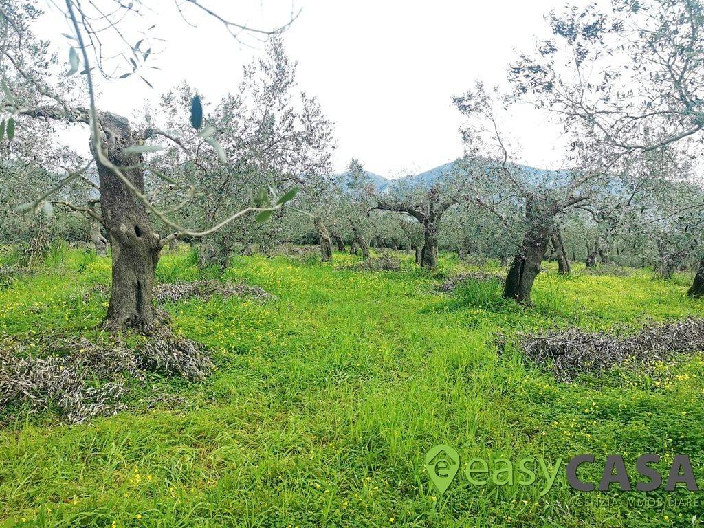 immagine annuncio 9 di 13