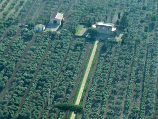 Azienda agricola in in vendita da privato a lucera sp109