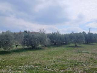 Terreno agricolo in vendita a treia via san marco vecchio