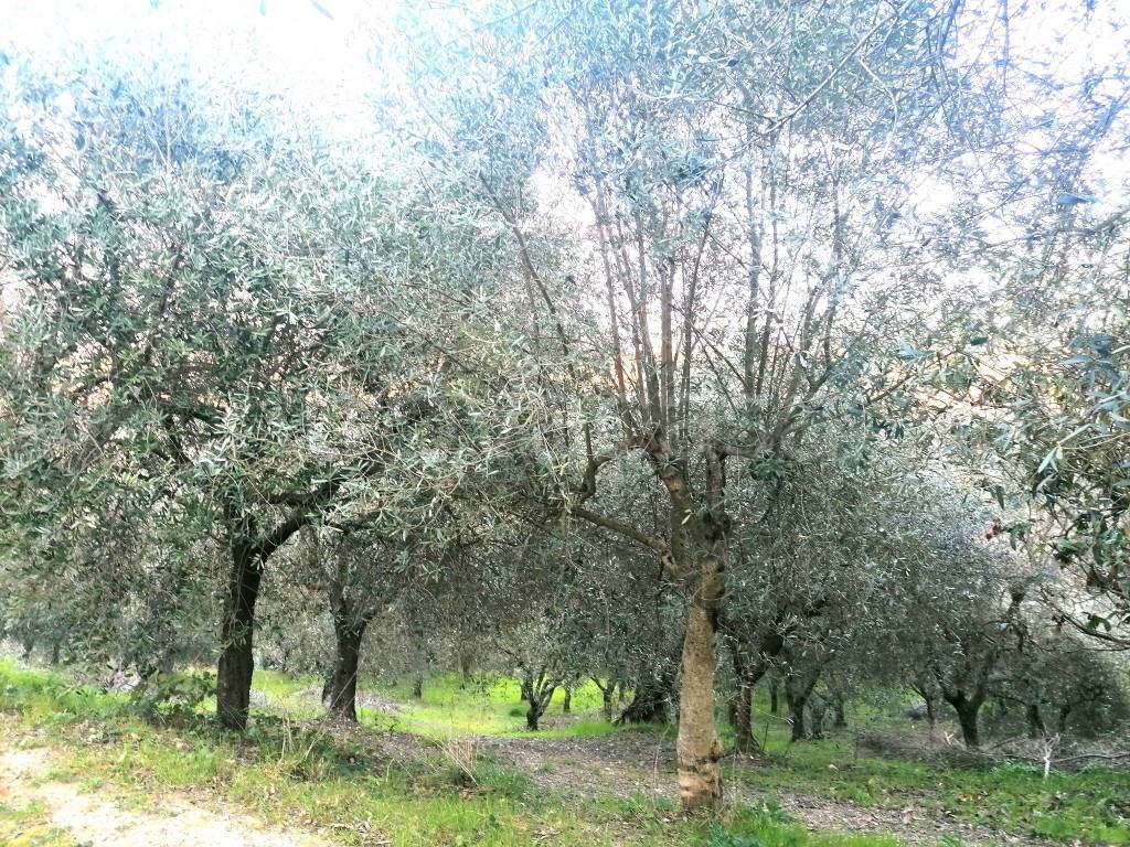 immagine annuncio 4 di 6