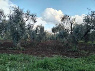 Terreno agricolo in vendita a cori via monsignore s.n.c.