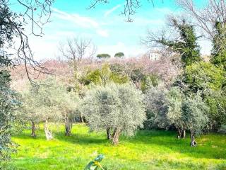 Terreno agricolo in vendita a viterbo 