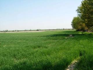 Terreno agricolo in vendita a pietrasanta via arginello, 25