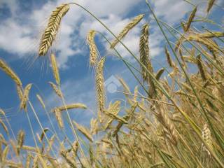 Terreno agricolo in affitto a brescia via della noce