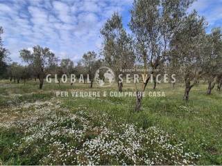 Terreno agricolo in vendita ad alghero loc tanca farrà