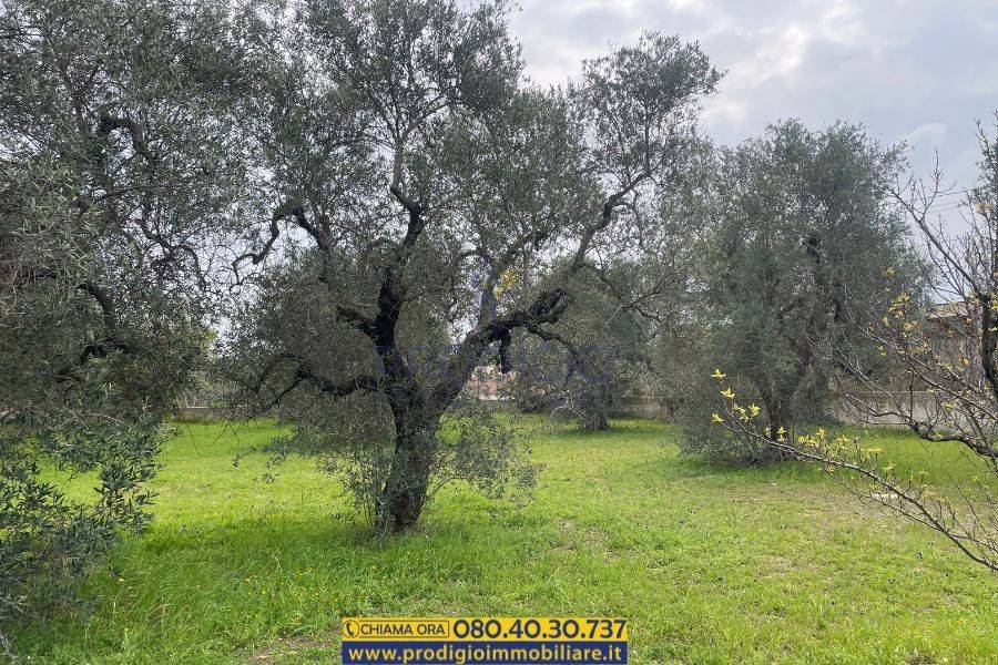 immagine annuncio 9 di 13