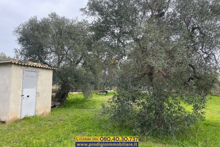 immagine annuncio 6 di 13