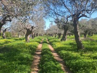 Terreno agricolo in vendita a sessa aurunca strada provinciale appia-domitiana