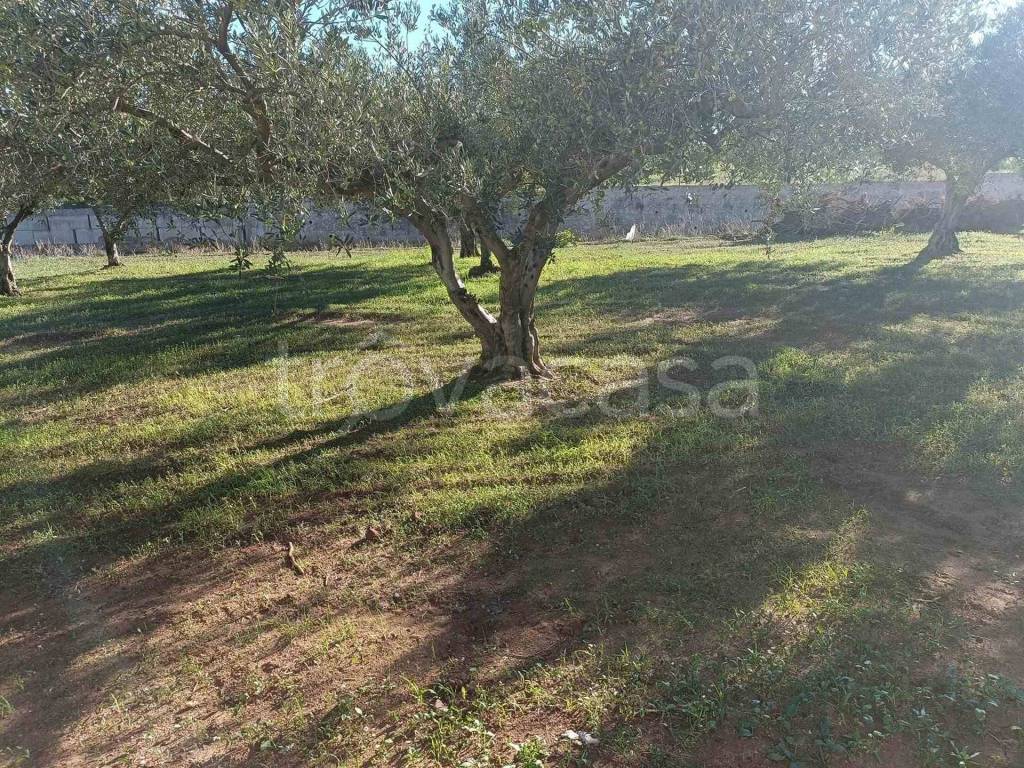 immagine annuncio 8 di 12