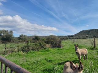 Terreno agricolo in vendita a olbia 