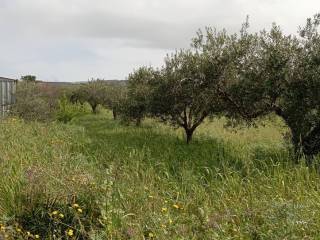 Terreno agricolo in vendita a erice via rosariello