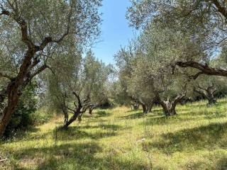 Villa in vendita a canino 