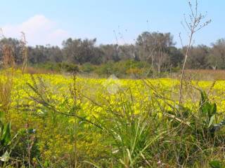 Terreno agricolo in vendita a carovigno contrada scianolecchia