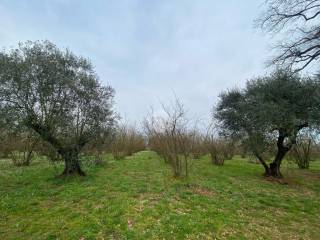 Terreno agricolo in vendita a corchiano località fratta