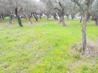 Terreno agricolo in vendita a silvi contrada colle stella, 29