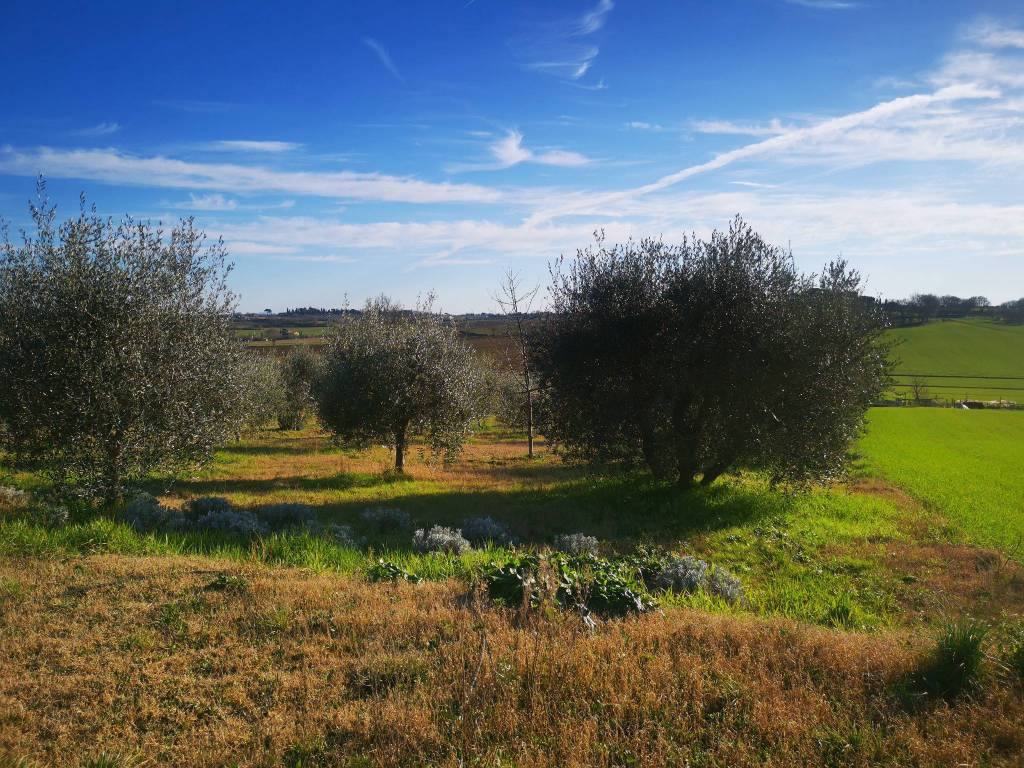 immagine annuncio 3 di 6