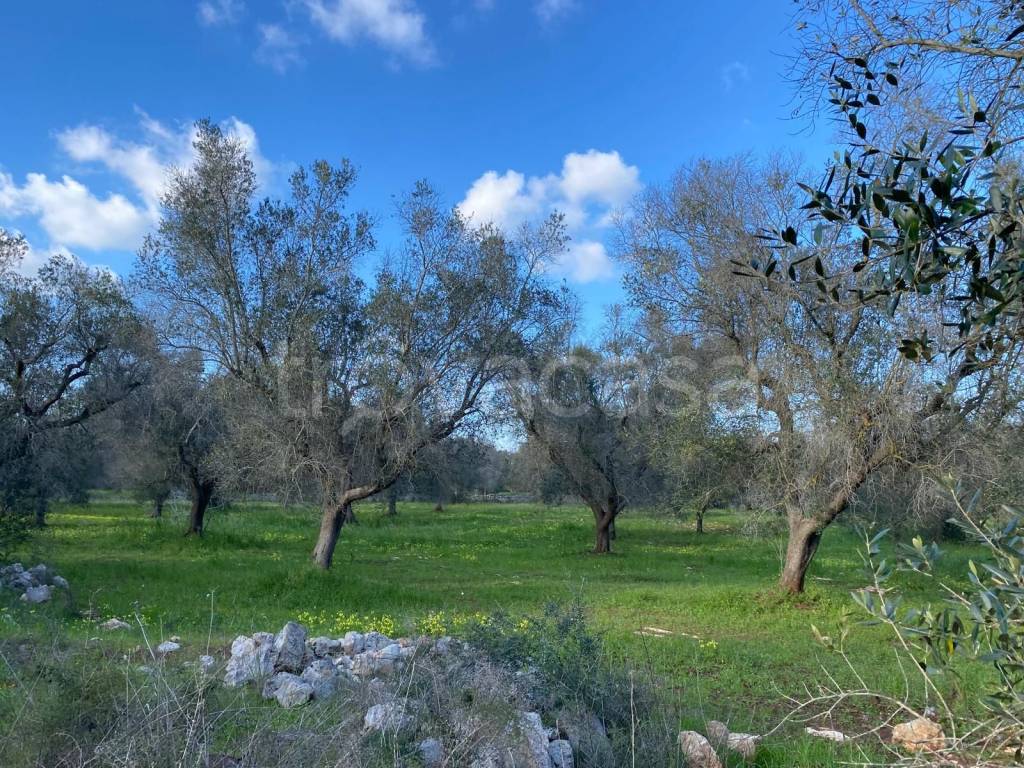 immagine annuncio 7 di 14