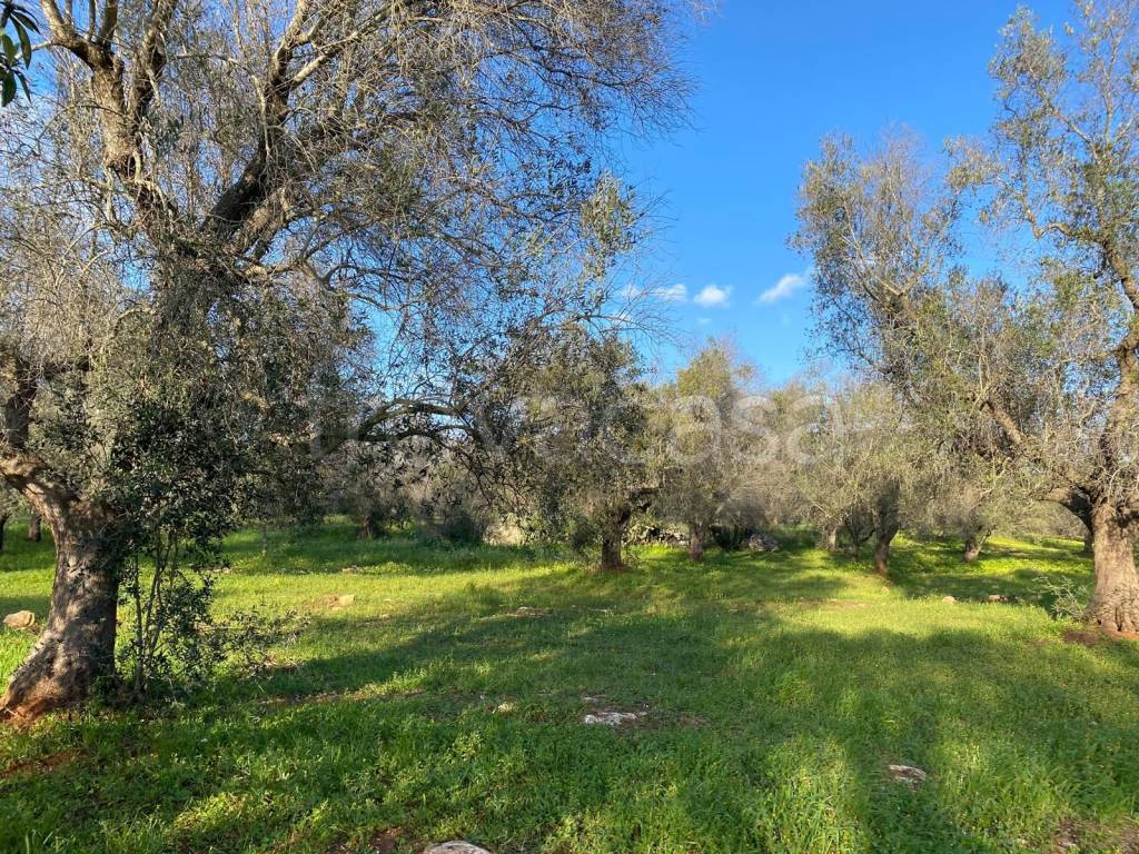 immagine annuncio 9 di 14