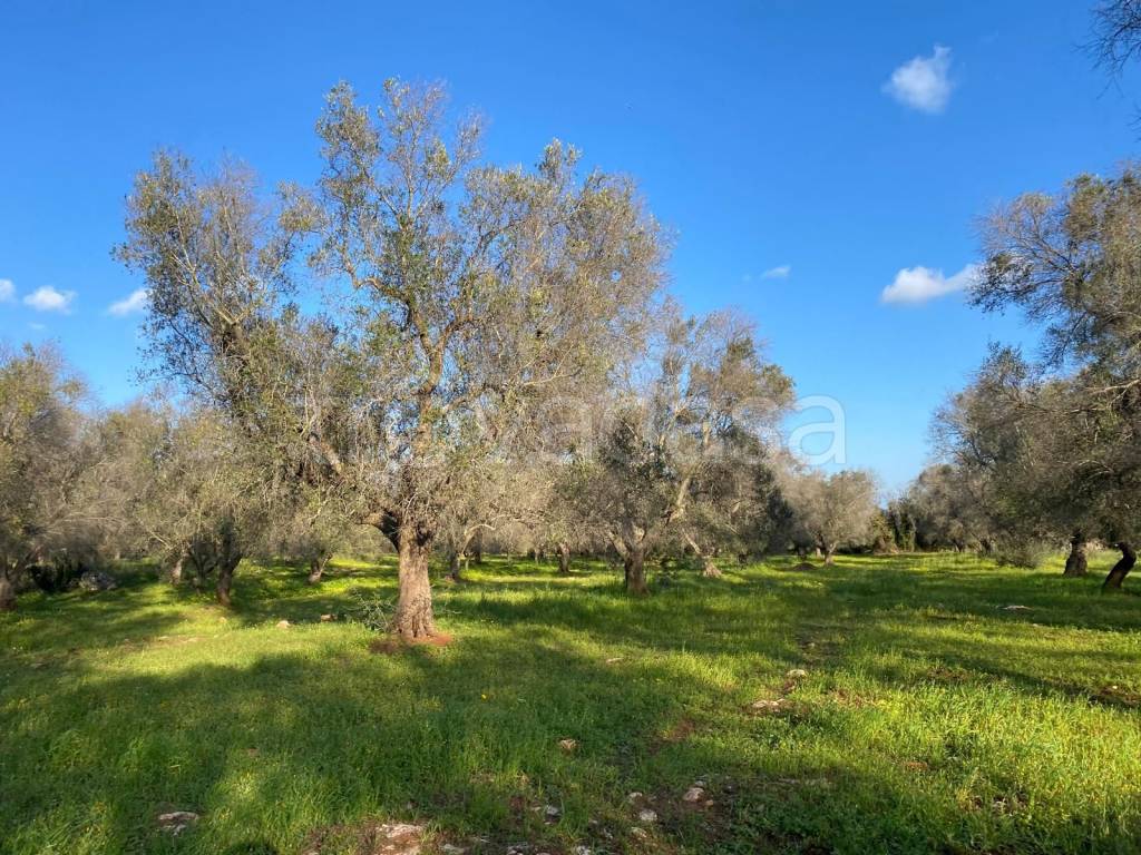 immagine annuncio 13 di 14