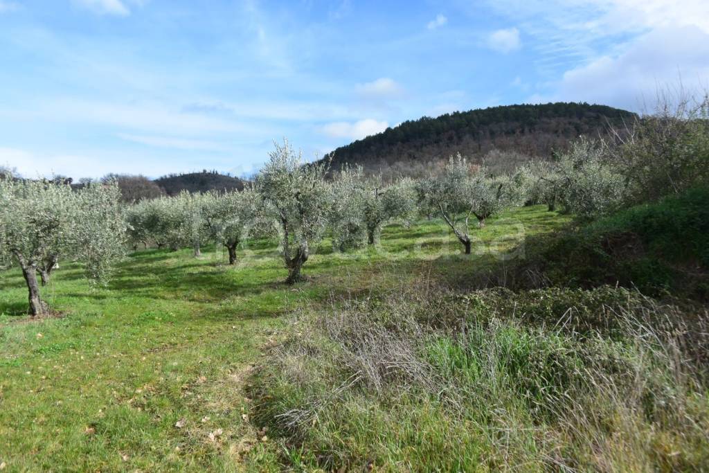 immagine annuncio 8 di 13