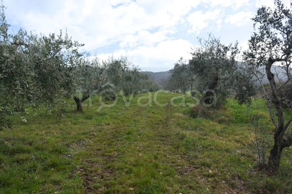 immagine annuncio 11 di 13