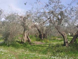 Terreno agricolo in vendita a rosignano marittimo via della repubblica