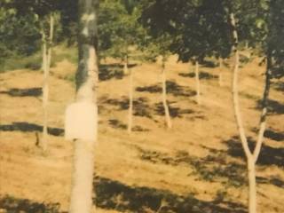 Terreno agricolo in vendita a zavattarello frazione ossensio, 5