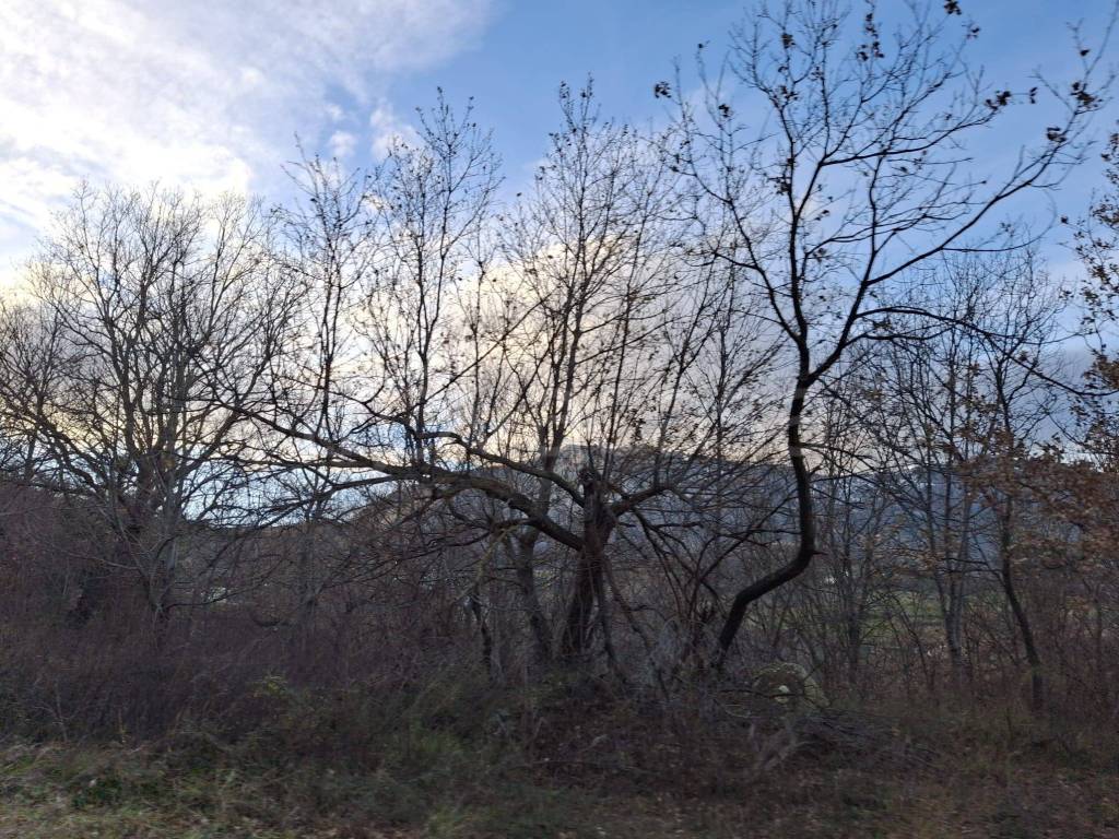 immagine annuncio 13 di 14