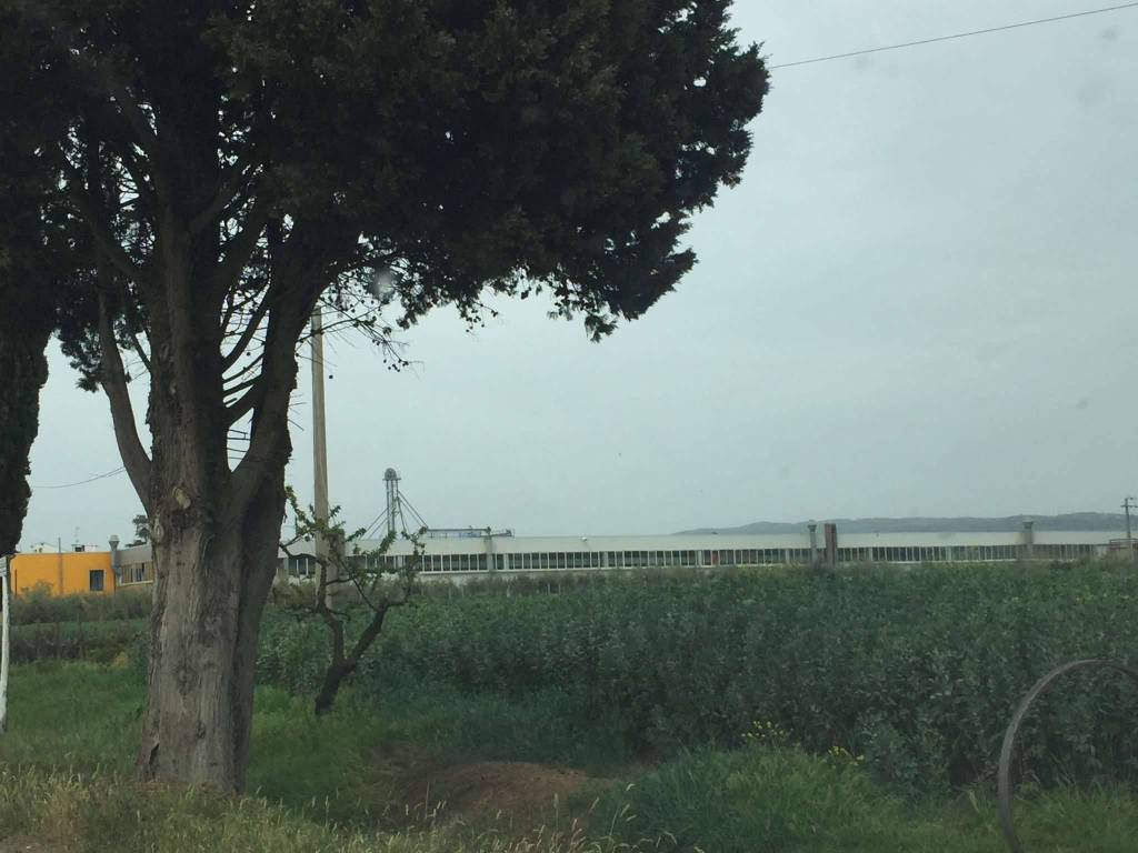 immagine annuncio 10 di 13