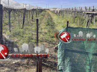 Terreno agricolo all'asta a conversano via martucci