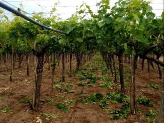 Terreno agricolo in vendita a canosa di puglia strada provinciale galere