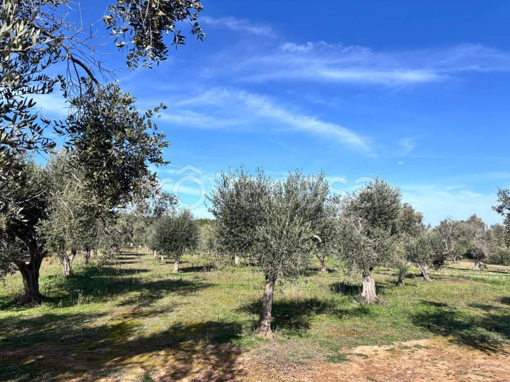 immagine annuncio 2 di 4