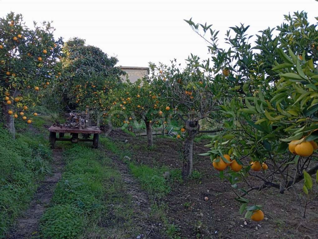 immagine annuncio 9 di 14