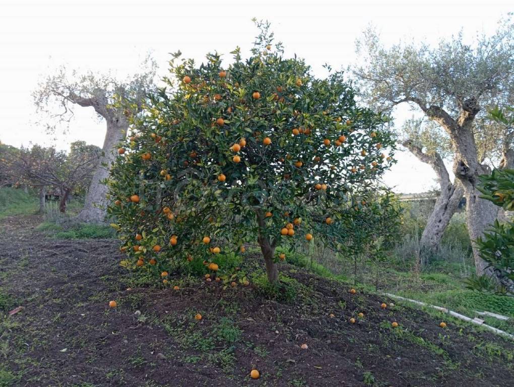immagine annuncio 10 di 14