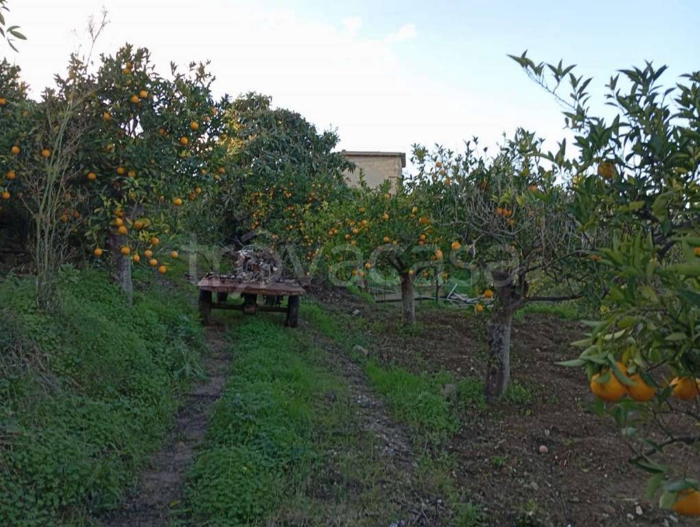 immagine annuncio 12 di 14