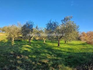 Terreno agricolo in vendita a sarteano via beato alberto, 4