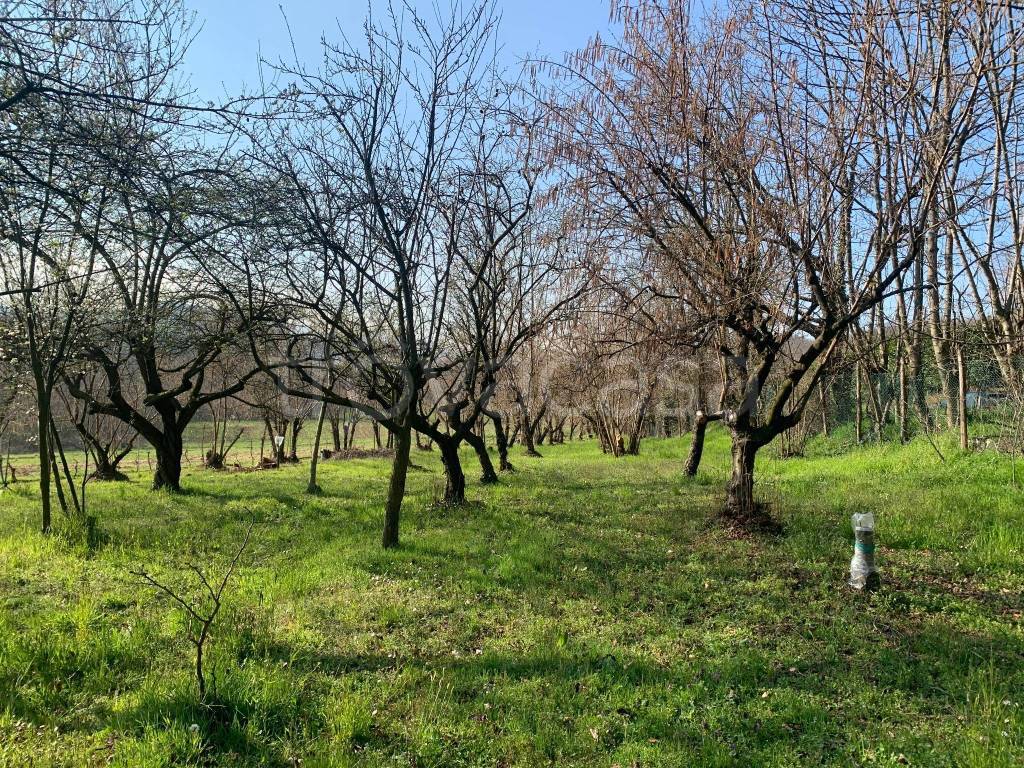 immagine annuncio 1 di 6