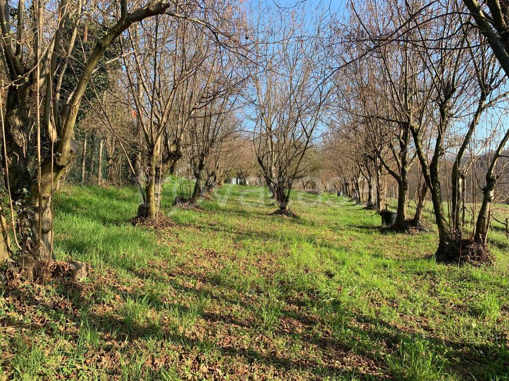 immagine annuncio 2 di 6