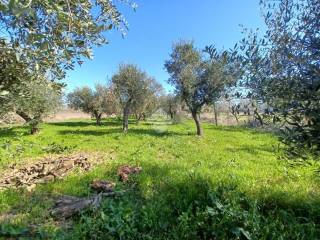 Terreno agricolo in vendita a venafro via marco tulio cicerone