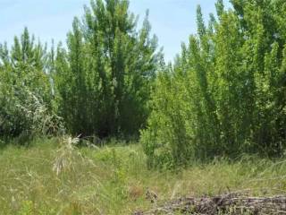 Terreno residenziale all'asta ad assisi frazione castelnuovo