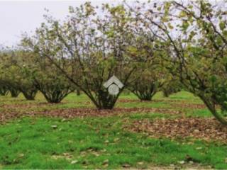 Terreno agricolo in vendita a mercogliano località serroni