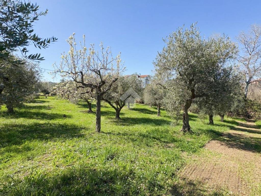 immagine annuncio 1 di 12