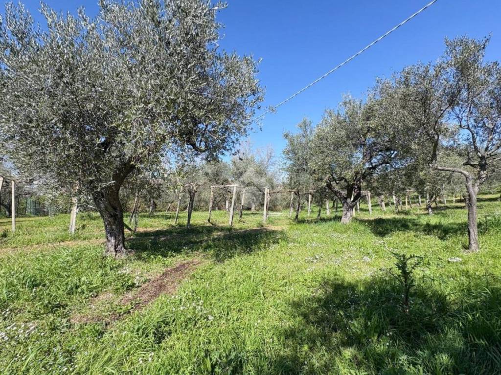 immagine annuncio 2 di 12