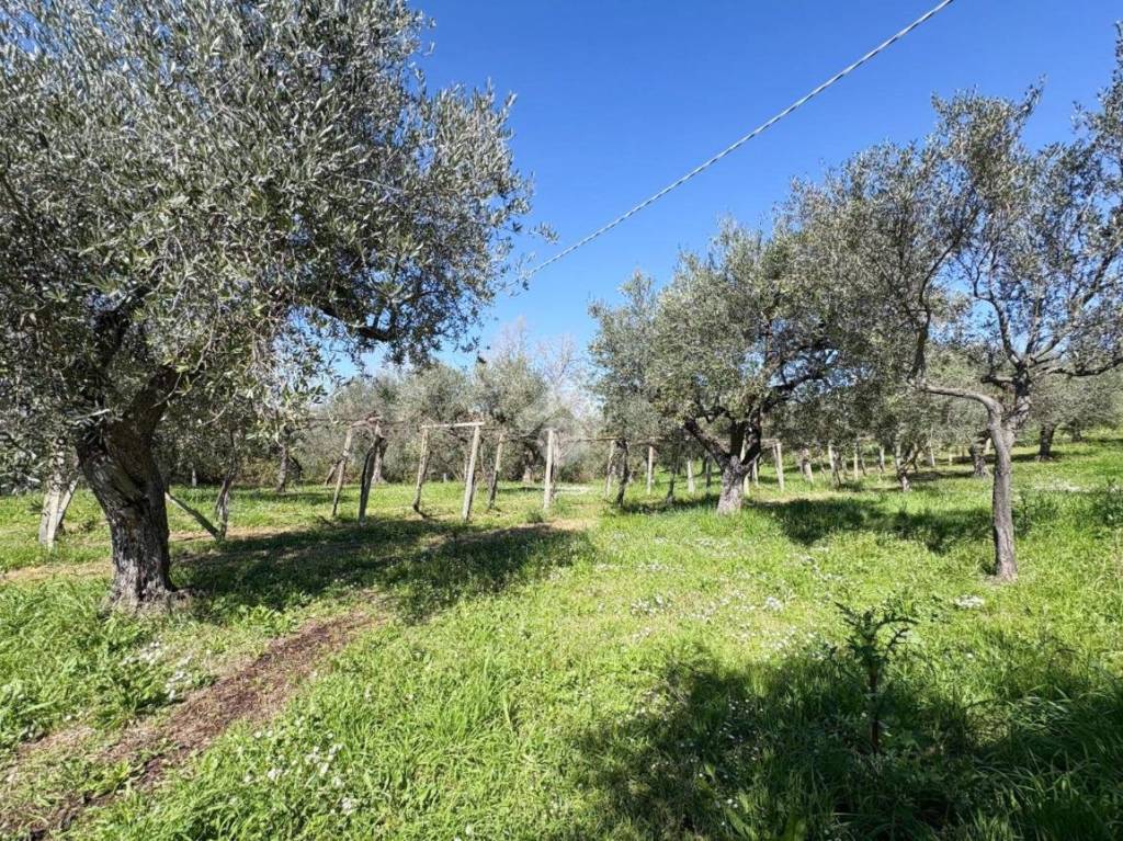 immagine annuncio 4 di 12