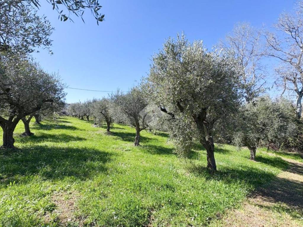 immagine annuncio 8 di 12