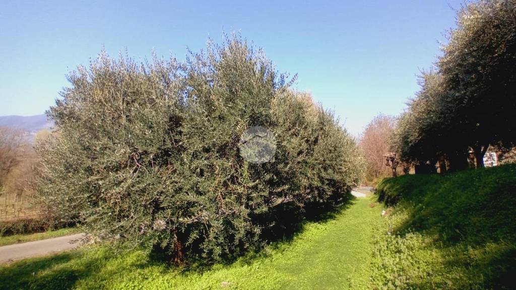 immagine annuncio 1 di 8