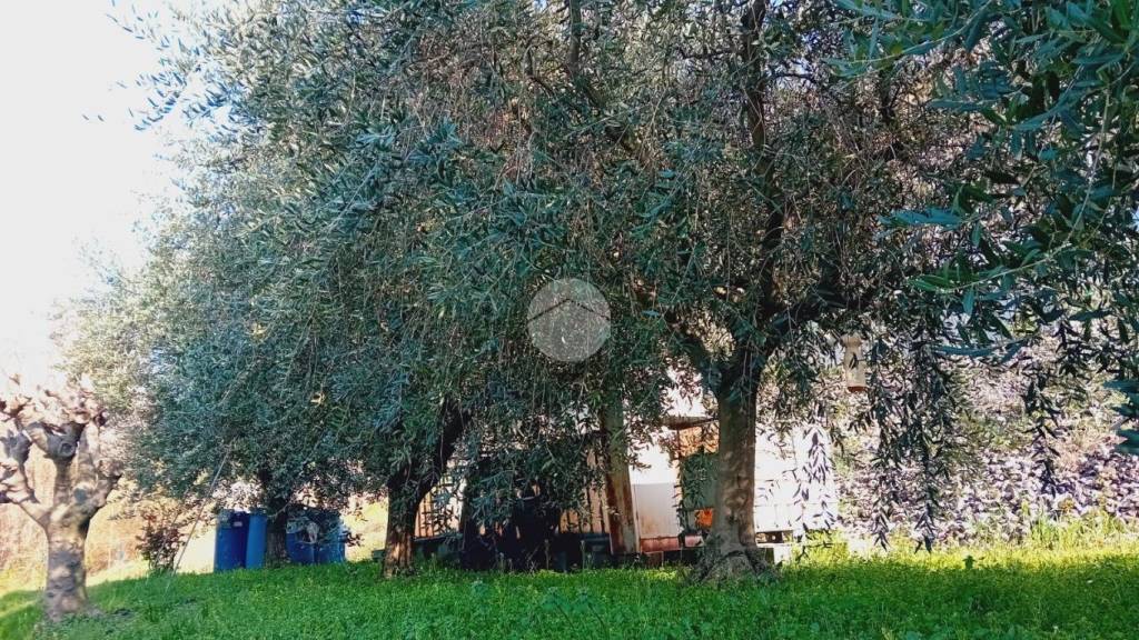 immagine annuncio 5 di 8