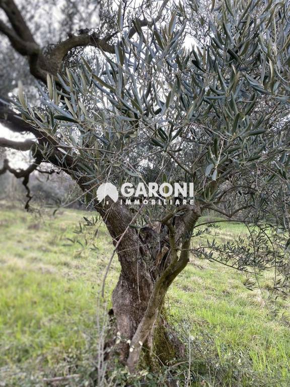 immagine annuncio 4 di 7