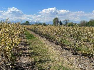 Terreno agricolo in affitto a cuneo via forfice