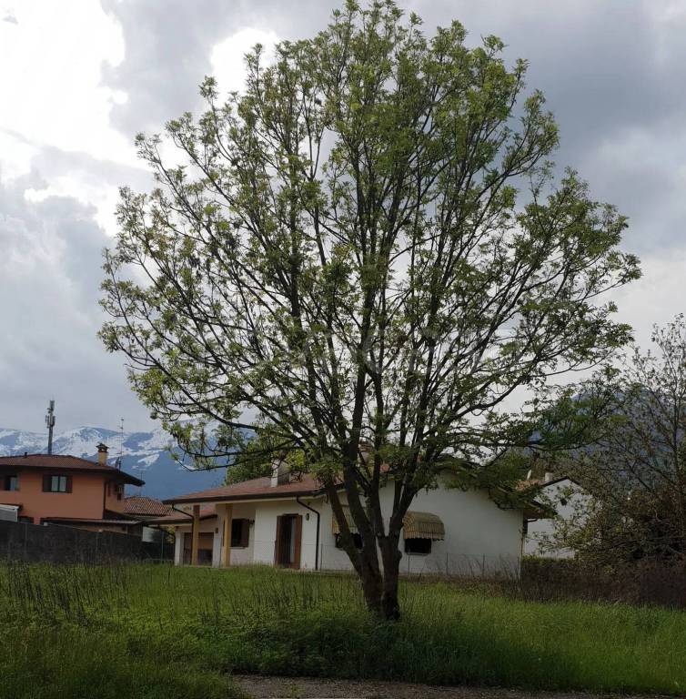 immagine annuncio 6 di 11